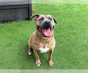 BANNER - Male Mutt Dog for Adoption - Photo #3