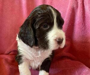 English Springer Spaniel Litter for sale in KIEF, ND, USA