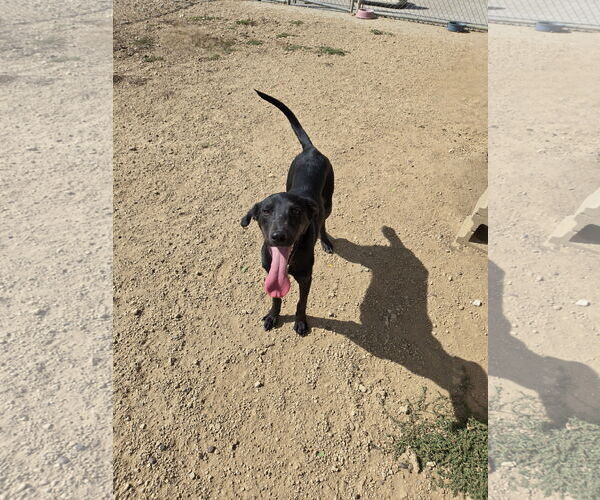 Medium Photo #1 German Shorthaired Pointer-Unknown Mix Puppy For Sale in Maquoketa, IA, USA