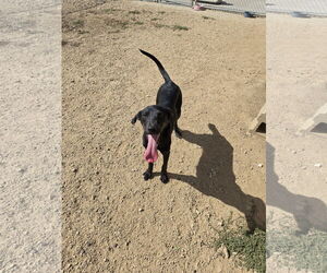 German Shorthaired Pointer-Unknown Mix Dogs for adoption in Maquoketa, IA, USA