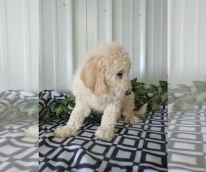 Goldendoodle Puppy for Sale in CANON CITY, Colorado USA