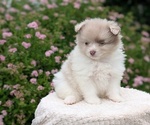 Puppy Eden Pomeranian