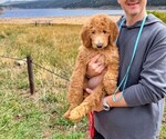 Puppy Abigail Goldendoodle mix (+ Poodle Standard)