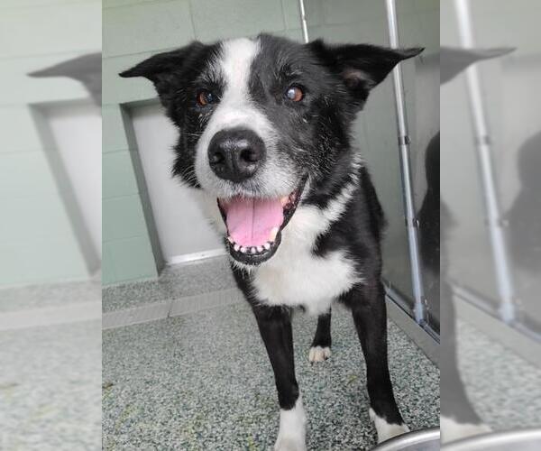 Medium Photo #1 Border Collie Puppy For Sale in Salisbury, NC, USA