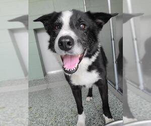 Border Collie Dogs for adoption in Salisbury, NC, USA
