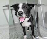 Small Border Collie