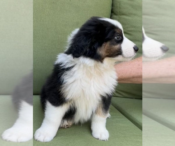 Medium Photo #42 Miniature Australian Shepherd Puppy For Sale in LA CANADA FLINTRIDGE, CA, USA