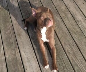 American Pit Bull Terrier Puppy for sale in SILVER SPRING, MD, USA