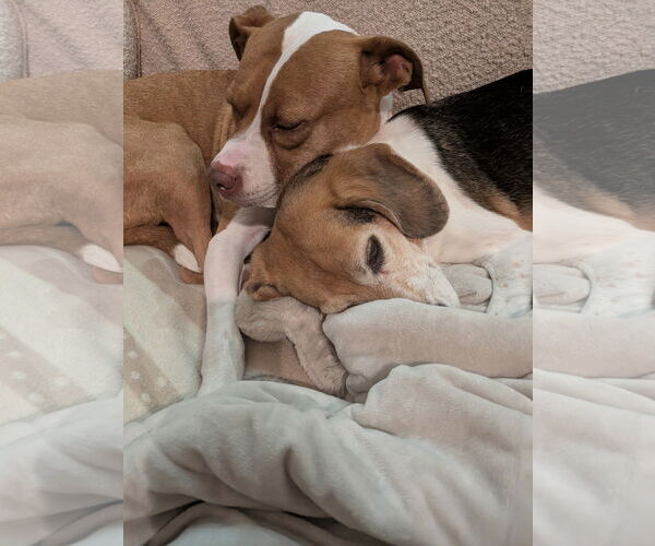 Medium Photo #12 American Staffordshire Terrier-Unknown Mix Puppy For Sale in Holly Springs, NC, USA