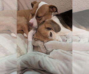 Emma - Female American Staffordshire Terrier-Unknown Mix Dog for Adoption - Photo #12