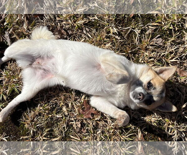 Medium Photo #6 Chiranian Puppy For Sale in Atlanta, GA, USA