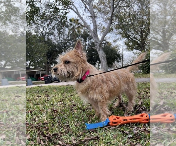 Medium Photo #3 Norwich Terrier Puppy For Sale in BAYTOWN, TX, USA