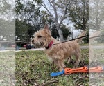 Small #2 Norwich Terrier