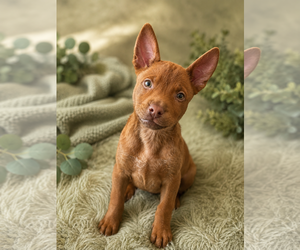 American Pit Bull Terrier-Unknown Mix Dogs for adoption in Phoenix, AZ, USA