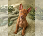 Small American Pit Bull Terrier Mix