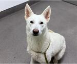 Small Siberian Husky