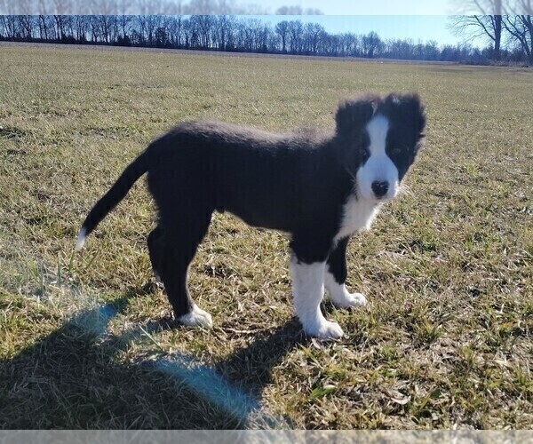 Medium Photo #32 Border Collie Puppy For Sale in NORBORNE, MO, USA