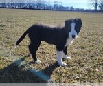 Small #22 Border Collie