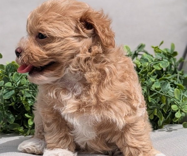 Medium Photo #9 Maltipoo Puppy For Sale in GOSHEN, IN, USA