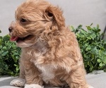 Small #8 Maltipoo