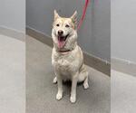 Small Siberian Husky Mix