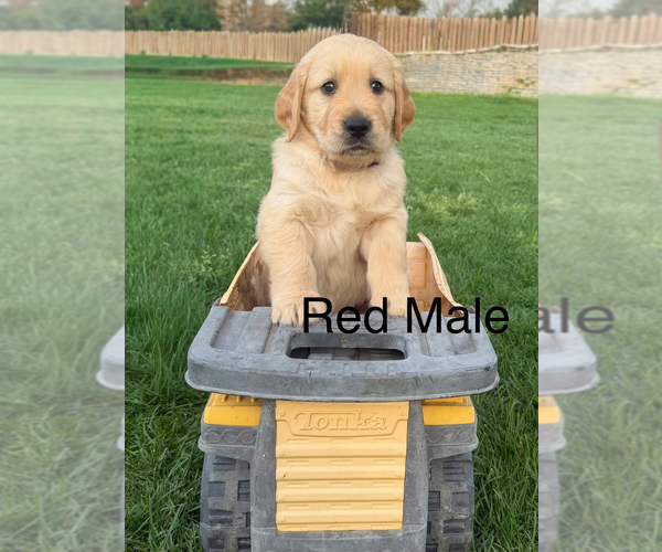 Medium Photo #3 Golden Retriever Puppy For Sale in DENAIR, CA, USA