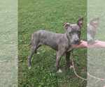 Small #4 American Pit Bull Terrier Mix