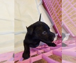 Small Photo #5 Labrador Retriever Puppy For Sale in HERALD, CA, USA