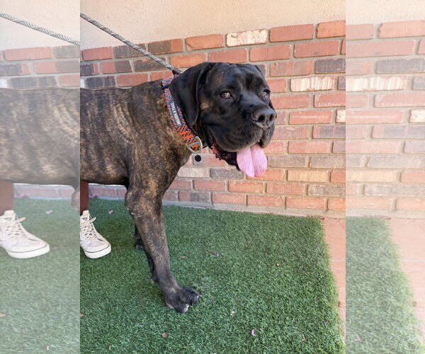 Medium Photo #6 Mastiff Puppy For Sale in Goodyear, AZ, USA