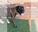 Small #5 Mastiff