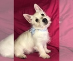 Small Photo #3 West Highland White Terrier Puppy For Sale in BUELL, MO, USA