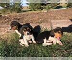 Small #2 Beagle