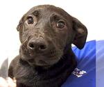 Small #1 German Shepherd Dog Mix