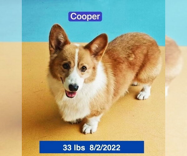 Medium Photo #4 Pembroke Welsh Corgi Puppy For Sale in West Hollywood, CA, USA