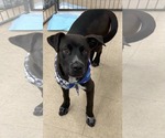 Small Pointer Mix