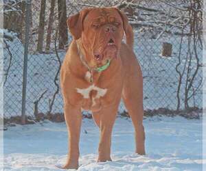 Mother of the Dogue de Bordeaux puppies born on 01/01/2023