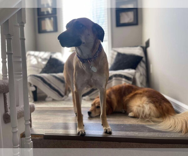 Medium Photo #10 Mutt Puppy For Sale in Oro Medonte, Ontario, Canada