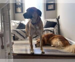 Small #9 Mutt