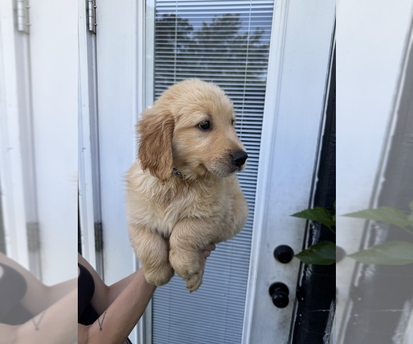Medium Photo #6 Golden Retriever Puppy For Sale in CHAMPIONS GATE, FL, USA