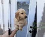 Small Photo #6 Golden Retriever Puppy For Sale in CHAMPIONS GATE, FL, USA