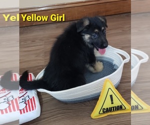 German Shepherd Dog Puppy for sale in WRIGHT CITY, MO, USA