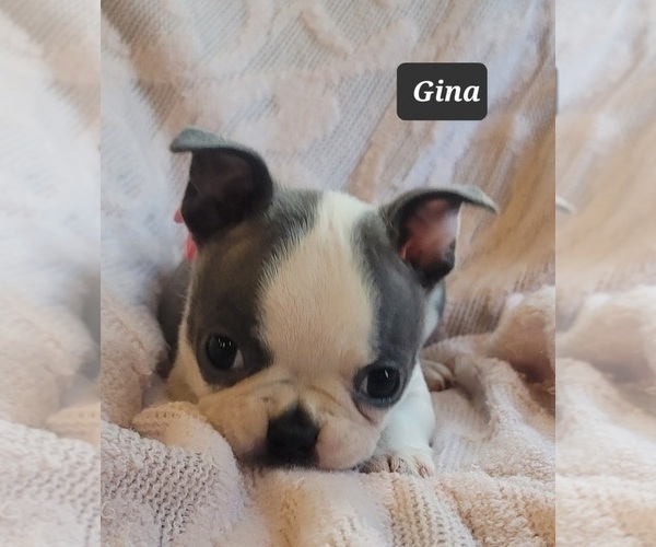 Medium Photo #18 Boston Terrier Puppy For Sale in MINERAL WELLS, WV, USA