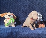 Small Photo #37 Weimaraner Puppy For Sale in NEWCASTLE, OK, USA