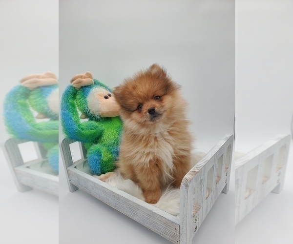 Medium Photo #3 Pomeranian Puppy For Sale in GOSHEN, IN, USA