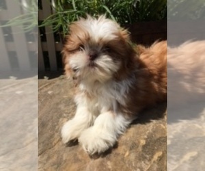 Shih Tzu Dogs for adoption in CORAL GABLES, FL, USA
