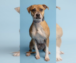 Phoebe - Female Bulldog-Staffordshire Bull Terrier Mix Dog for Adoption - Photo #4