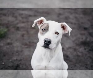 American Pit Bull Terrier-Unknown Mix Dogs for adoption in Longview, WA, USA