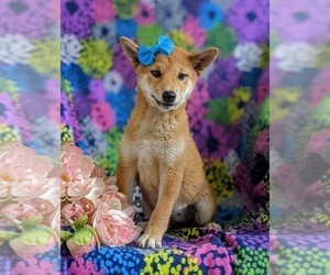 Shiba Inu Puppy for sale in OXFORD, PA, USA