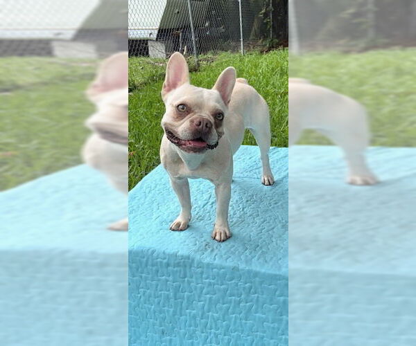 Medium Photo #2 French Bulldog Puppy For Sale in Weston, FL, USA