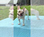 Small #1 French Bulldog